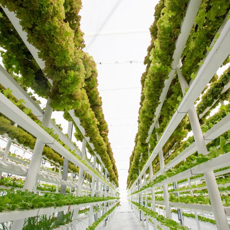 Vertical Farming Market Insights to 2031: Key Players & Analysis