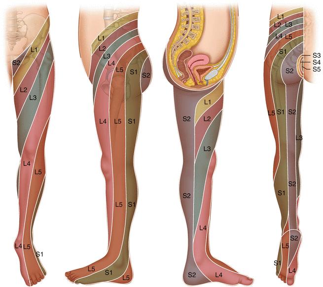 Lumbosacral Radicular Pain Market is expected to reach $11.7 billion by 2034
