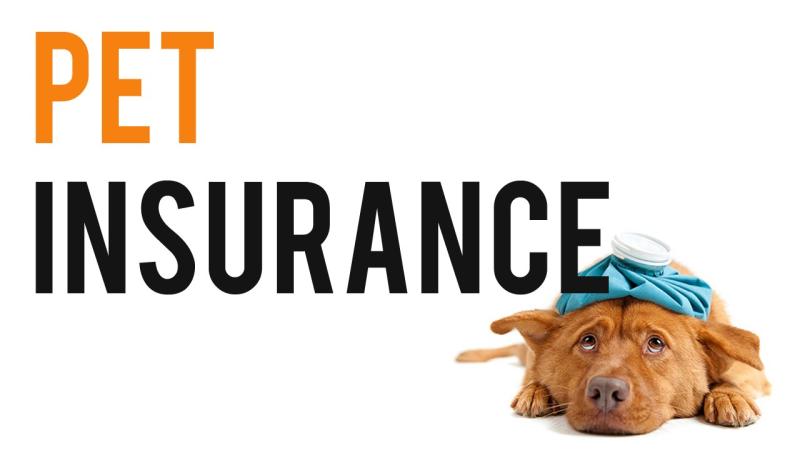 Pet Insurance Market Accelerates as Owners Seek Affordable Solutions for Rising Vet Expenses | Key Players: Anicom Holdings, Trupanion, 24PetWatch, Embrace Pet Insurance Ltd, Pets Best Insurance Services LLC