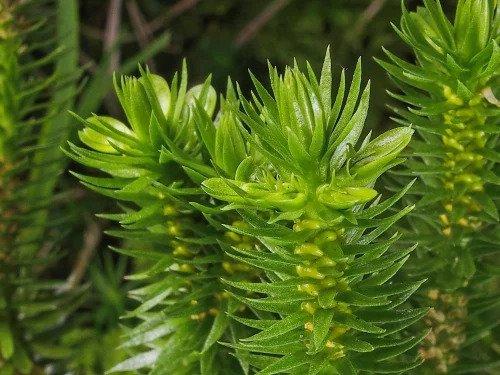The global Huperzine A market is expected to reach USD 105.25 million by 2030