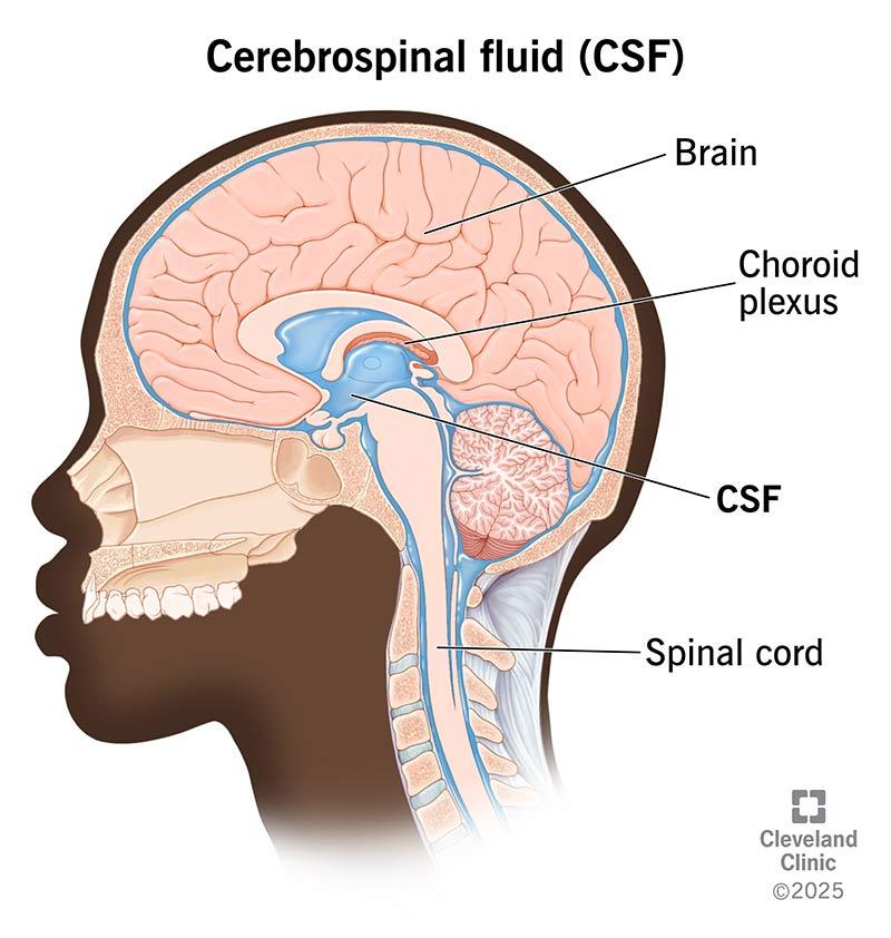 Cerebrospinal Fluid (CSF) Management Market is expected to reach USD 3.3 billion by 2034