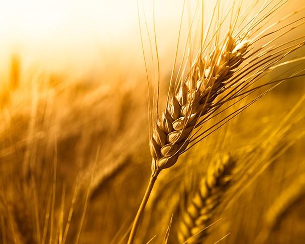 Malted Barley Market