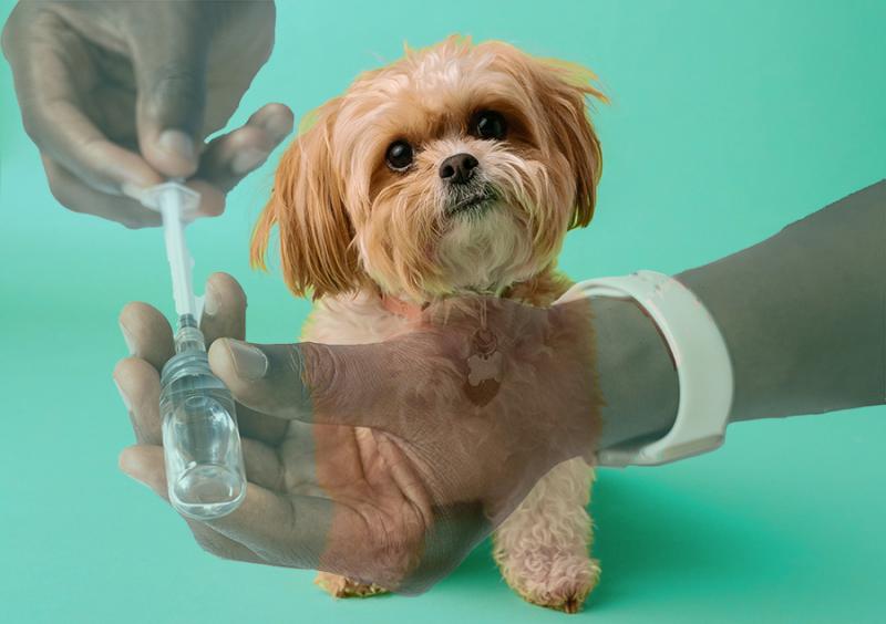 Top Companies in Veterinary Monoclonal Antibodies Market - Ceva Santé Animale, Boehringer Ingelheim International GmbH, Elanco Animal Health, Merck Animal Health, Sanofi