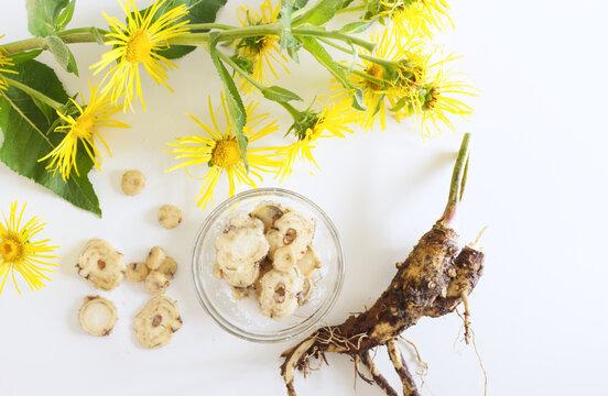 Elecampane Root Market Poised for Strong Growth Amid Rising Demand for Herbal Remedies, Forecast to Reach USD 1.59 Billion by 2035