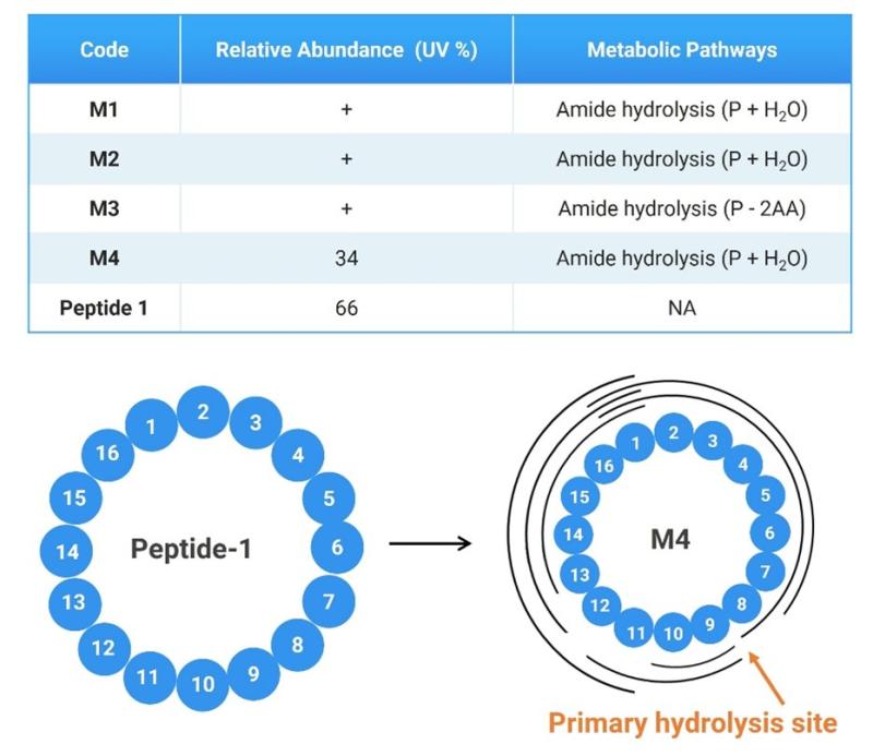 Automating Peptide Metabolite Identification: Realizing