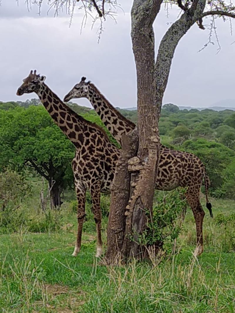 Visit Tanzania safari news, and Kilimanjaro climb travel events