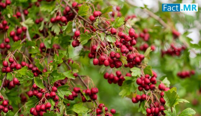 U.S. Wheat Berries Market is Expected to Reach USD 14.37 Billion by 2034, Driven by Rising Health Consciousness and Bakery Demand