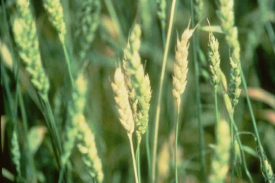 Crop Micronutrient Market to Surge to USD 9.1 Billion by 2035, Driven by Precision Agriculture and Nano-Enabled Solutions