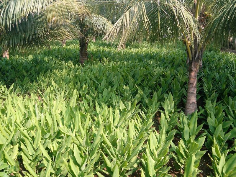 NaturaYuva achieves EU Organic Certification for 113 Products, Reinforcing Commitment to Sustainable Agroforestry and Polyculture
