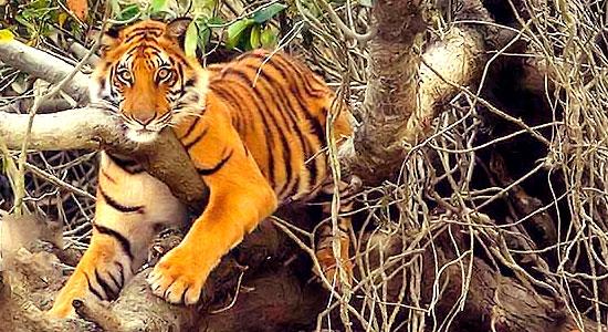 Relish Your Holiday In Sundarban