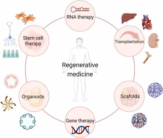 Regenerative Medicine Market