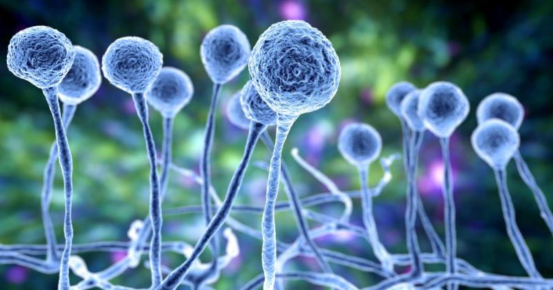 United States Invasive Fungal Infection Market Set to Surge: Innovations, Rising Cases, and Treatment Advances Drive Growth 2025 | Top key players - Cidara, Basilea Pharmaceutica, Pfizer.