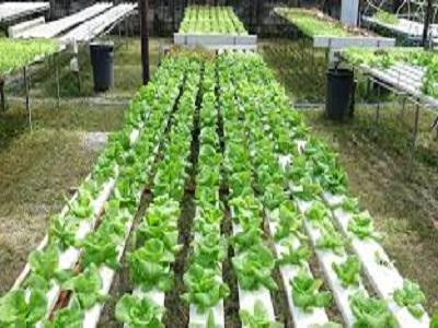 India Hydroponics Market to Reach USD 5.3 Billion by 2031 Driven by Sustainable and Urban Farming Growth
