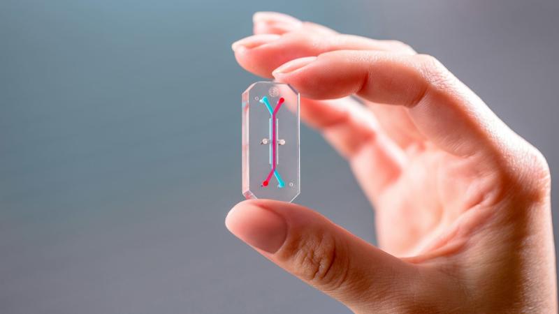 Organ On Chip Market To Witness Huge Growth by 2032 | SGL Carbon, Toyo Tanso