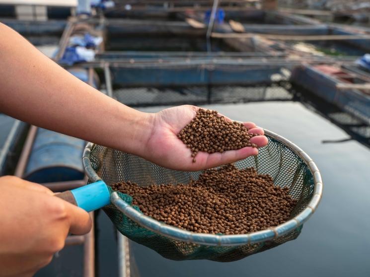 Navigate the Evolving Aquaculture Fertilizer Landscape: Your Guide to the Aquaculture Fertilizer Market 2025