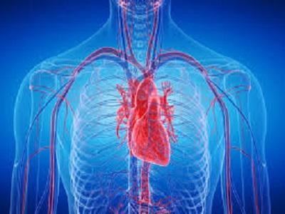 Heart Transplant Market Poised for Steady Growth Driven by Medical Innovations and Donor Awareness Campaigns