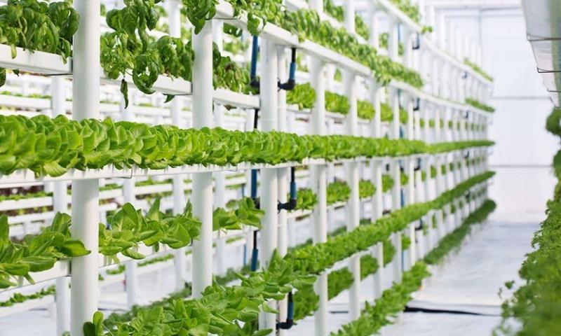 Hydroponics Market Set to Nearly Triple, Projected to Reach $47.92 Billion by 2032 | Top Companies are Bright Farms Inc, Argus Control Systems Limited, Hortisystems Uk Ltd
