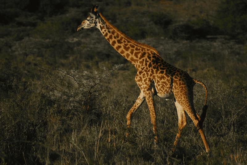 Nairobi National Park Safari Holidays in Kenya