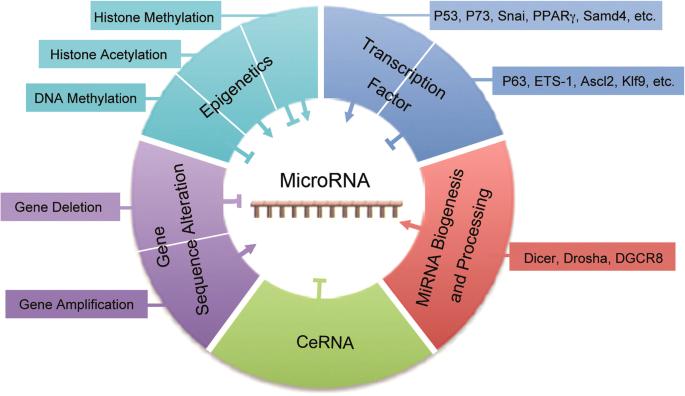 MicroRNA Market to hit US$ 4,960.00Mn by 2033, Data Intelligence Report 2025 | Most Leading Companies - NanoString Technologies Inc., Takara Bio Inc., New England Biolabs, GeneCopoeia Inc., and Promega Corporation