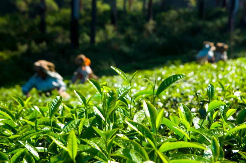 Vietnam Green Tea Market 2025 - Top Regions, Latest Technology, Investment Opportunities, Future Trends and Outlook 2033