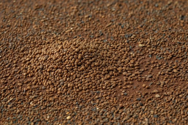Diammonium Phosphate Prices Q3 2025 Reflect Upward Trend and Firm Index