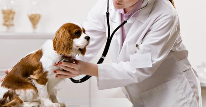 India Animal Health Market Size, Top Companies Share, Growth Trends, And Research Report by 2033