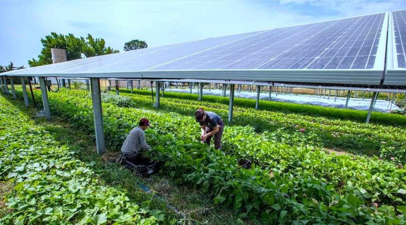 Agrivoltaics Industry