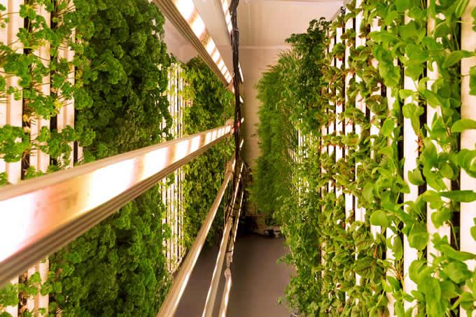 Controlled Environment Agriculture Market Outlook and Future Growth Trends: Projected to Grow at a CAGR of 12.42%, Reaching USD 282.40 Billion by 2032
