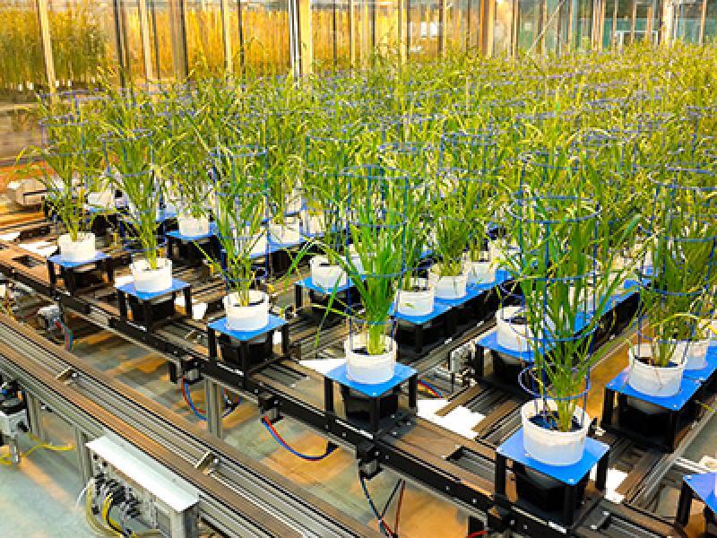 Plant Phenotyping Market Expansion Driven by AI, Drones, and Imaging Technologies for Precision Agriculture | Top Companies are LemnaTec GmbH, CropDesign - BASF SE