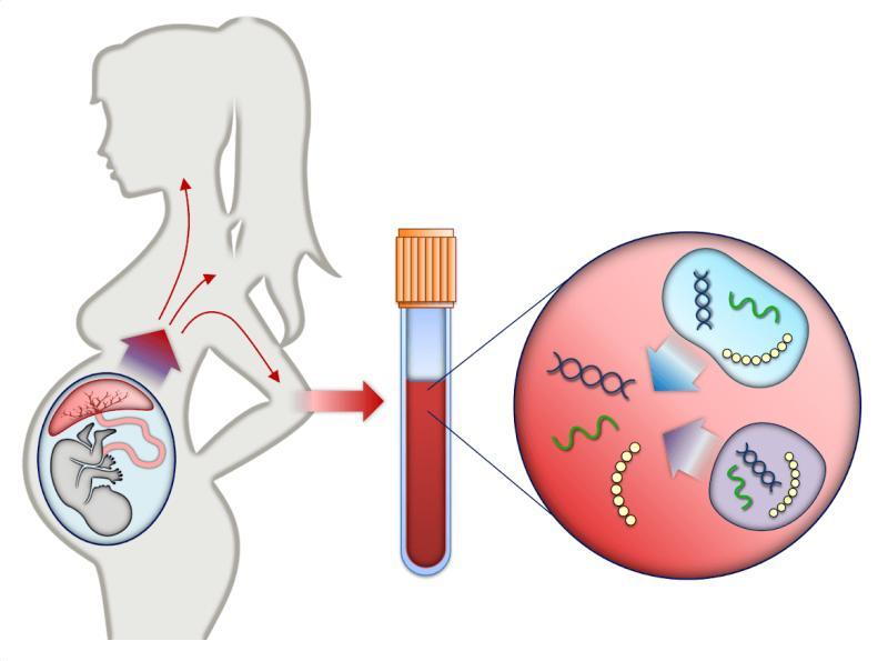 Non-Invasive Prenatal Testing (NIPT) Market Size to Hit USD 22.41 Bn by 2033 | 13.2% CAGR Growth | Major Companies are BGI, CENTOGENE AG, Eurofins Scientific