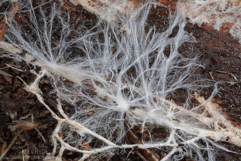 Global Mycelium Market is projected to reach a market size of USD 5.31 Billion by the end of 2030