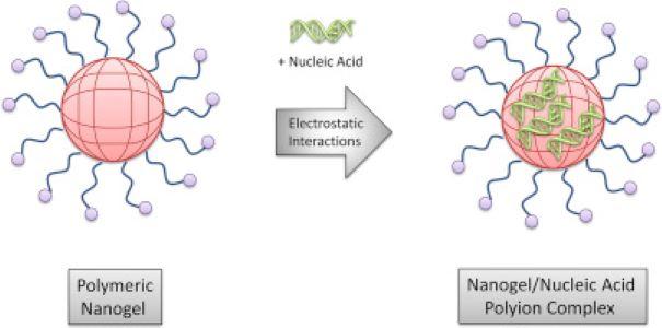 The Global Polymeric Nanogels Market is projected to reach a value of USD 8.41 Billion by 2030.