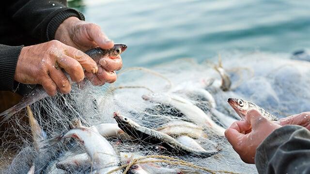 Fish Processing Market: Addressing Challenges in Application Techniques and Equipment.