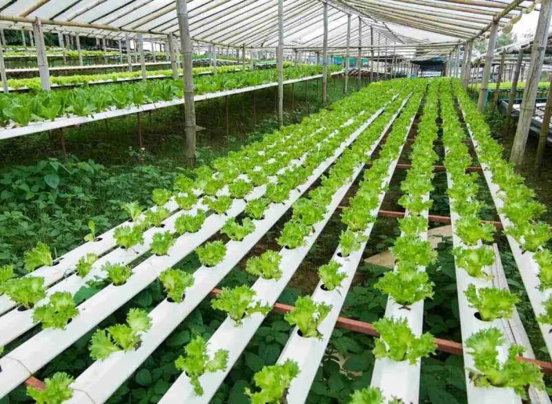 United States Hydroponics Market is projected to witness lucrative growth by reaching up to USD 47.92 billion by 2032 | Top key players - Bright Farms Inc, Kubo Group, Helio spectra AB.
