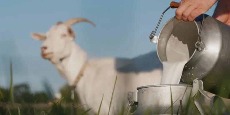 Goat Milk Cosmetics Market is Thriving Worldwide with Goat Soap, Goat Milk Stuff, The Body Shop
