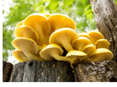 Yellow Oyster Market Is Booming Worldwide | MycoCulture, Earthly Delights, Fungi Perfecti, Eden Mushroom