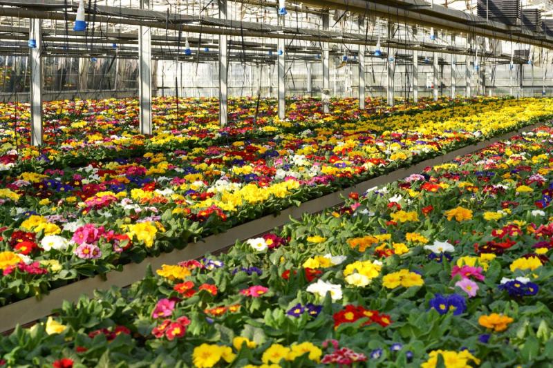 Floriculture Market : A Complete Guide for Investors and Researchers