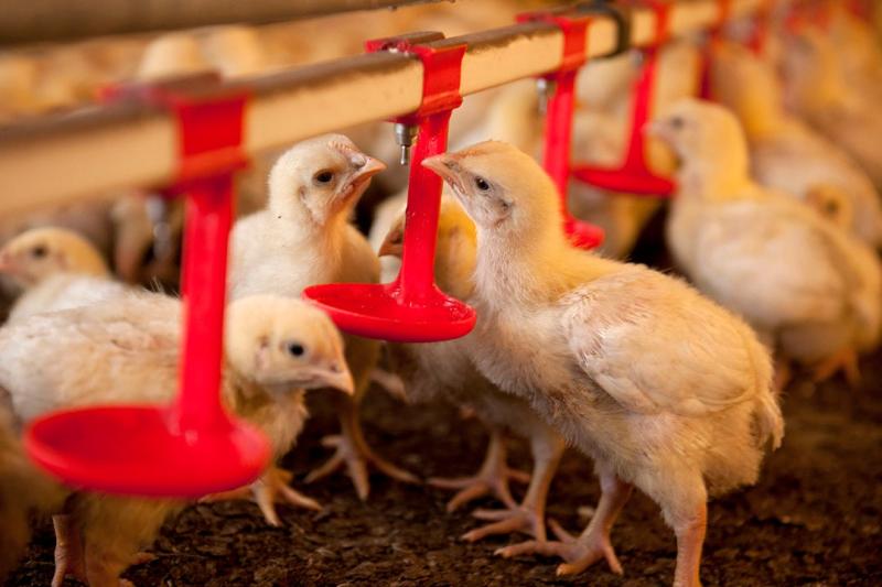 Poultry Food Animal Eubiotic Market to Accelerate Growth with Market IntelliX