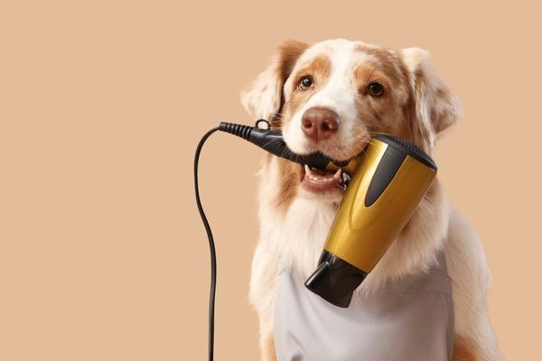 Dog Hair Dryer Market to See Major Growth by 2032 | Market IntelliX