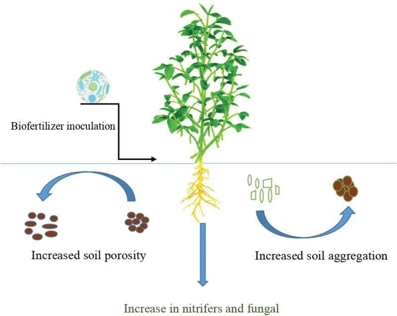 The Global Bio-Fertilizers Market is projected to reach a market