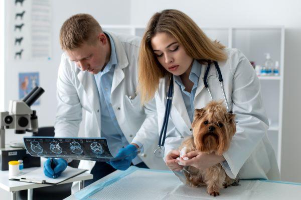 India Veterinary Diagnostics Market - Size to Hit USD 430.0