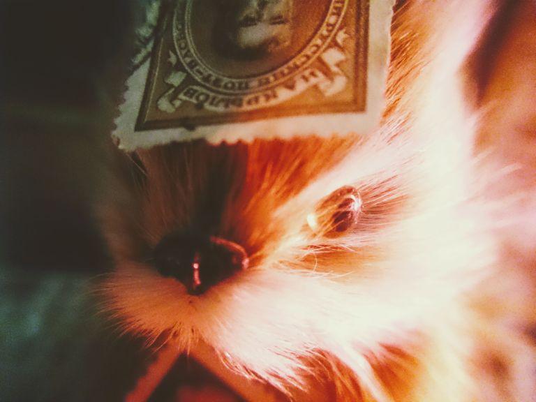 Ilya Ganpantsura art series