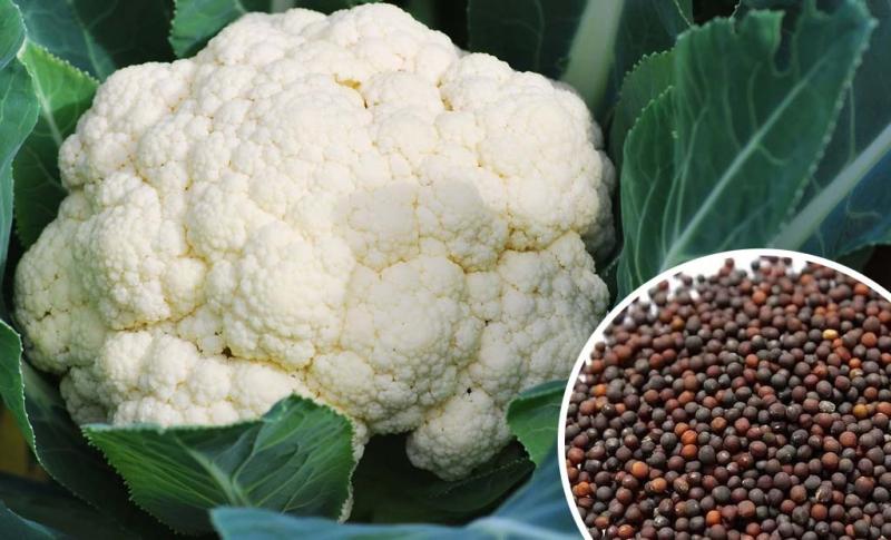 Cauliflower Seeds Market