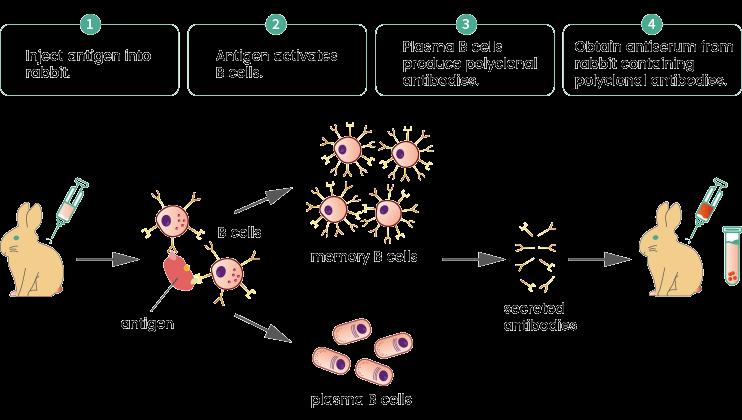 Antibody Production Market to Reach USD 53.50 billion, Globally, by 2033 at 11.20% CAGR | Analytica Global