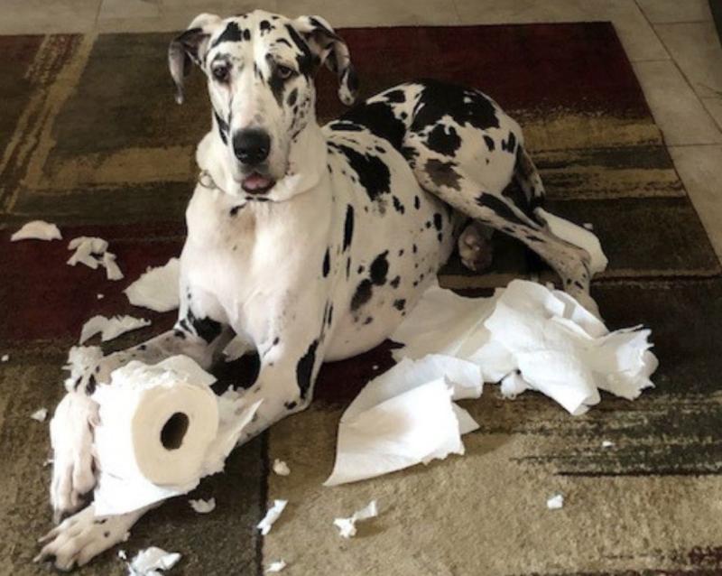 Northside Animal Hospital Mascot