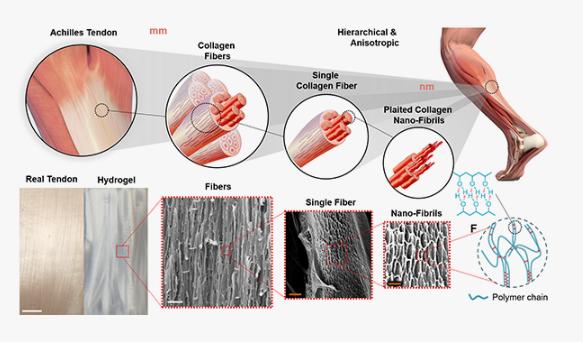Artificial Tendons and Ligaments Market to Reach USD 134.85 million, Globally, by 2033 at 12.28% CAGR | Analytica Global