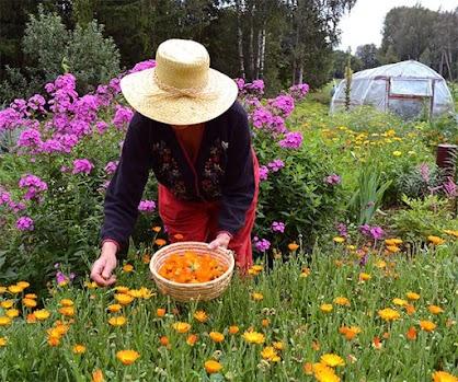 The Self-Sufficient Backyard