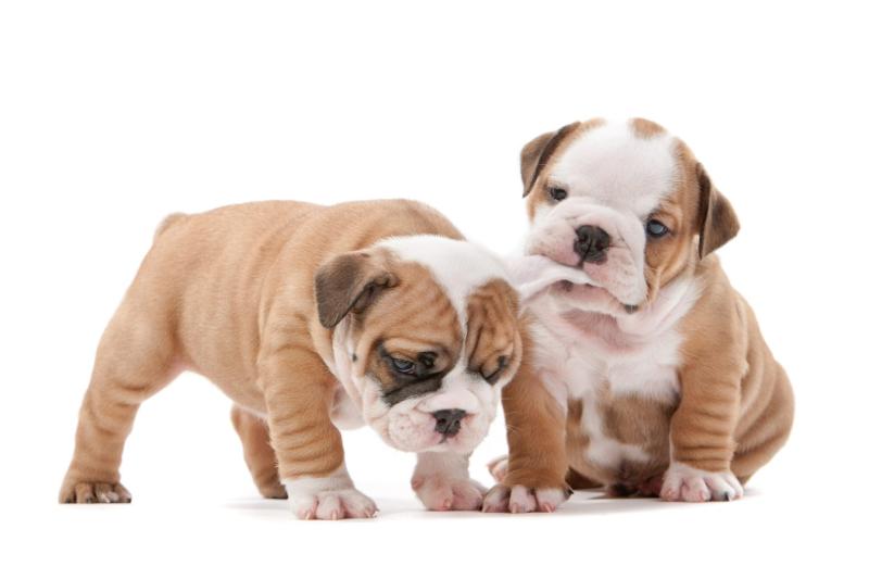 Douglas Hall Kennels LTD: Bringing Happy, Healthy Mixed Breed Puppies to Families Across the UK
