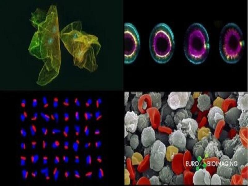 Bio-Imaging Technologies