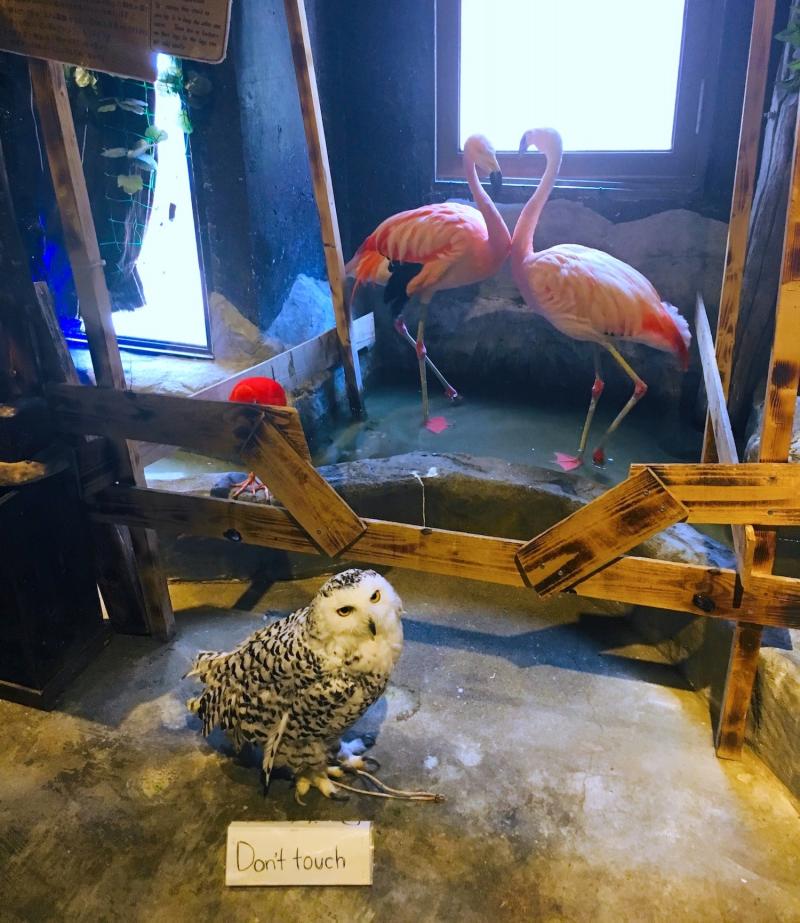 Wild animals confined: A tethered owl and cramped flamingos illustrate this urgent aniaml welfare crisis.